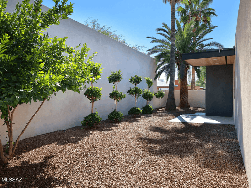 Native plantings along a low stucco wall in a Tucson side yard.